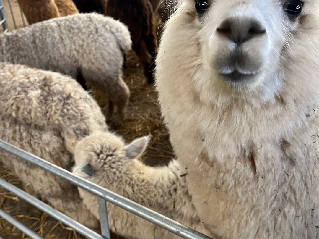 Charnwood Forest Alpacas-Boundary必去景点