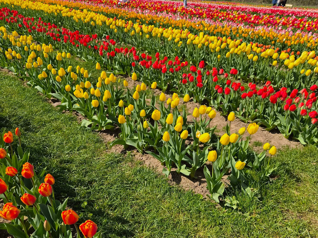 Tulleys Tulip Garden - Warwickshire-沃里克必去景点