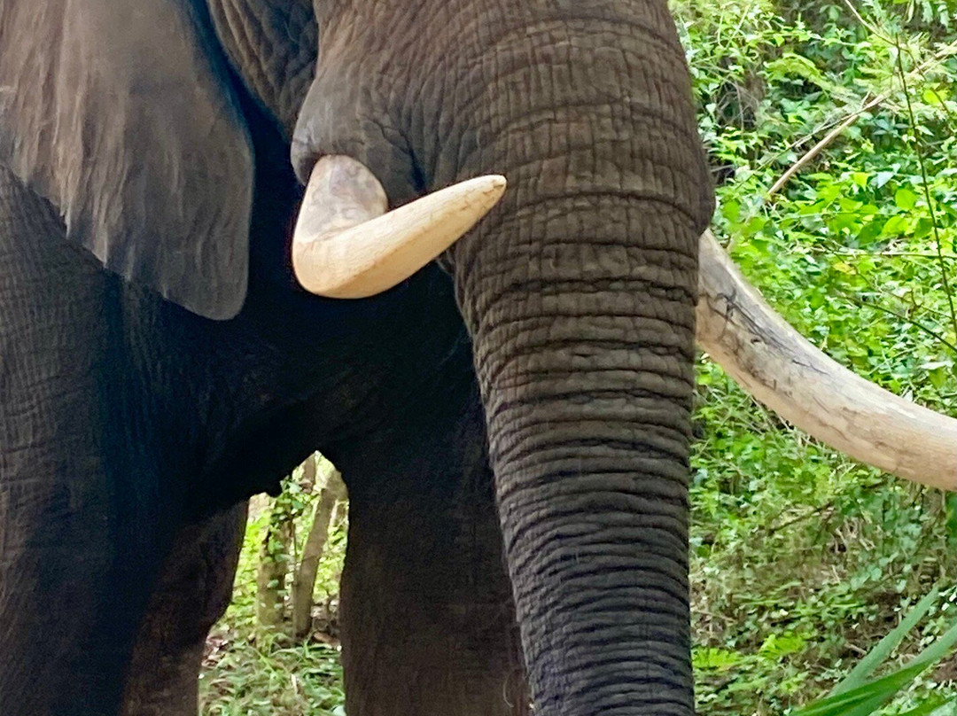 Elephant Whispers-雾观必去景点