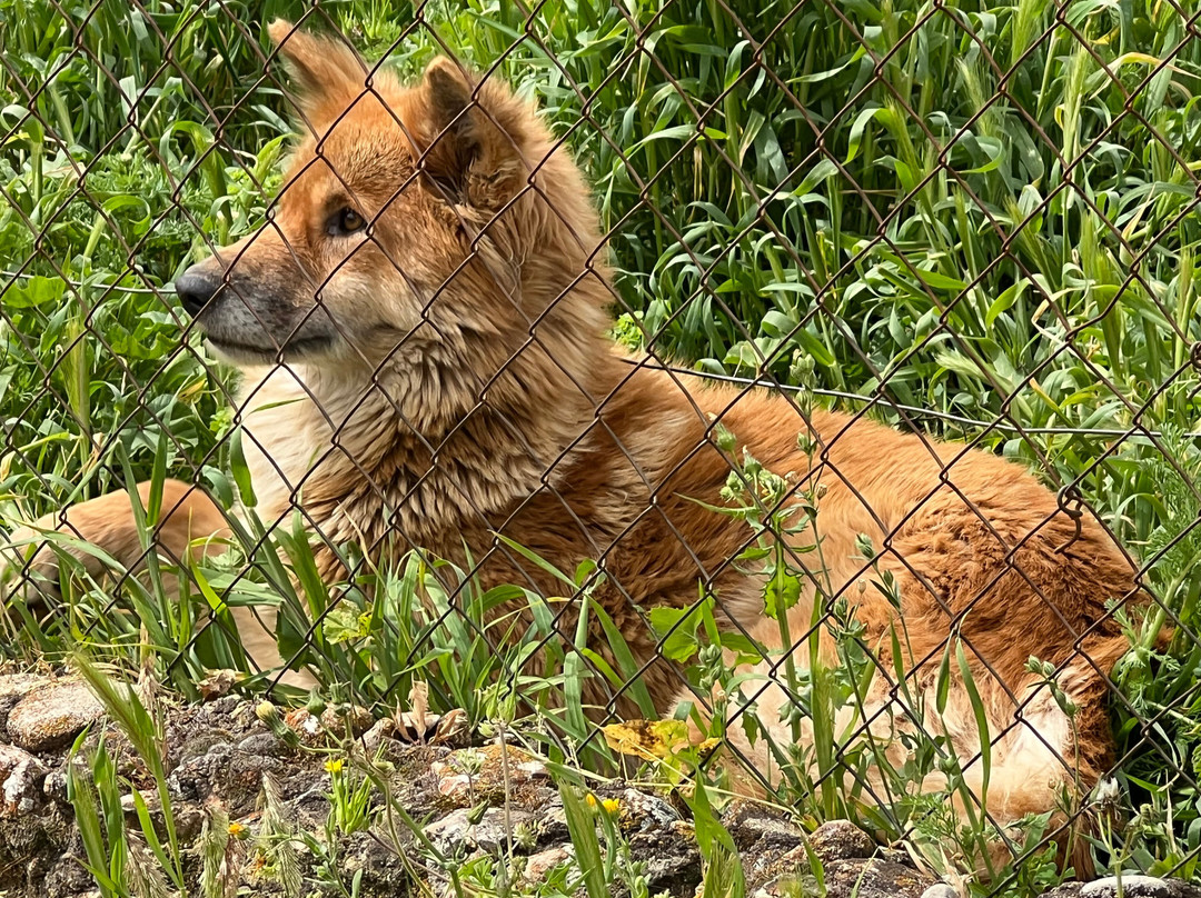 Lobo Park-安特克拉必去景点