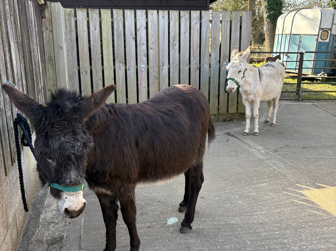 Brockenhurst Donkey Walks-Brockenhurst必去景点