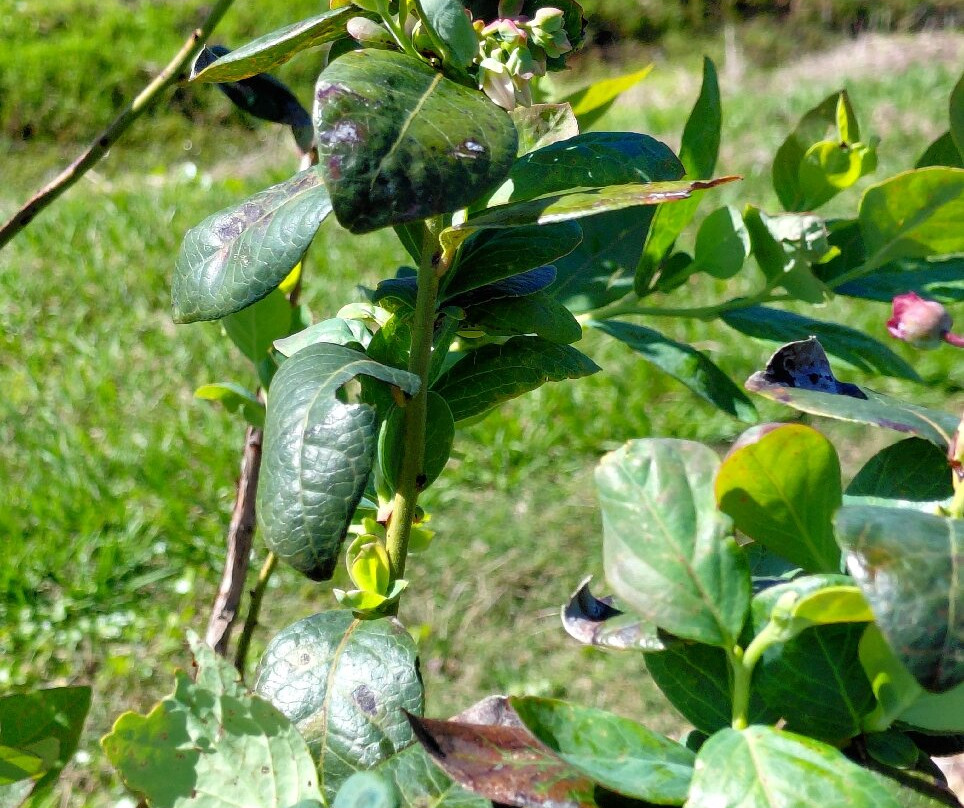 Blueberry Bunch Farm-LaBelle必去景点