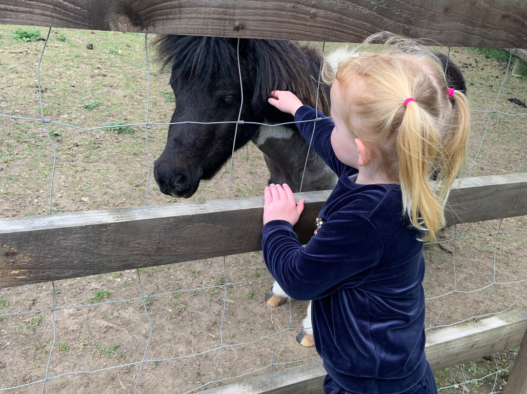Stantons Farm - Petting Farm-Black Notley必去景点