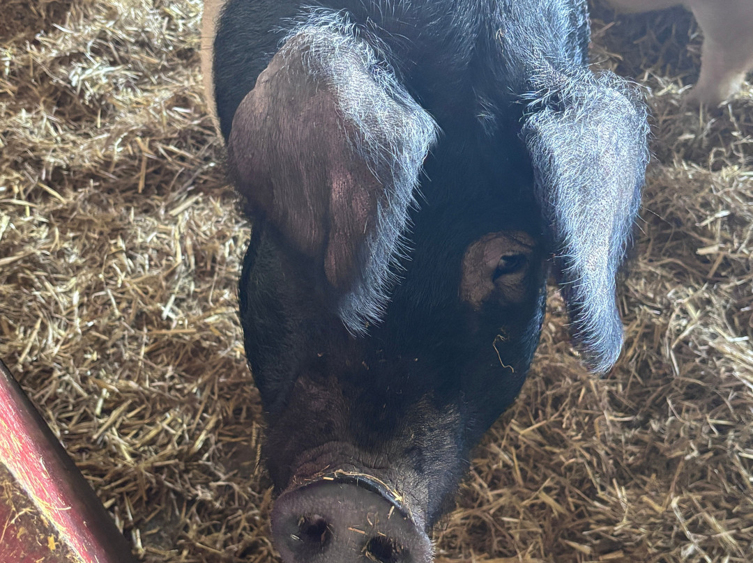 Playdale Farm Park-斯卡伯勒必去景点