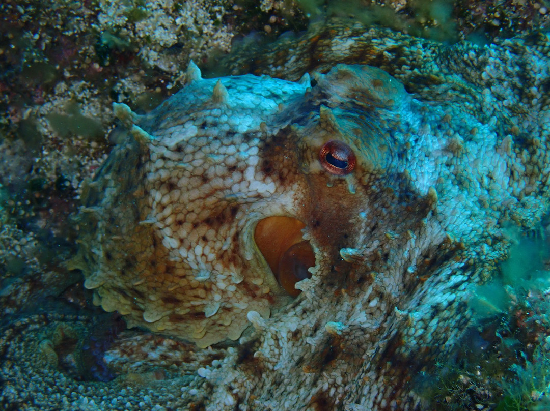 Cycladic Diving-Aliki必去景点