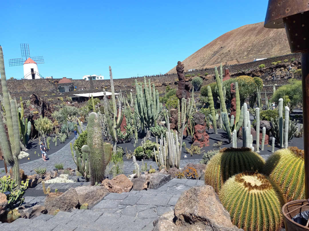 Jardin de Cactus-Guatiza必去景点