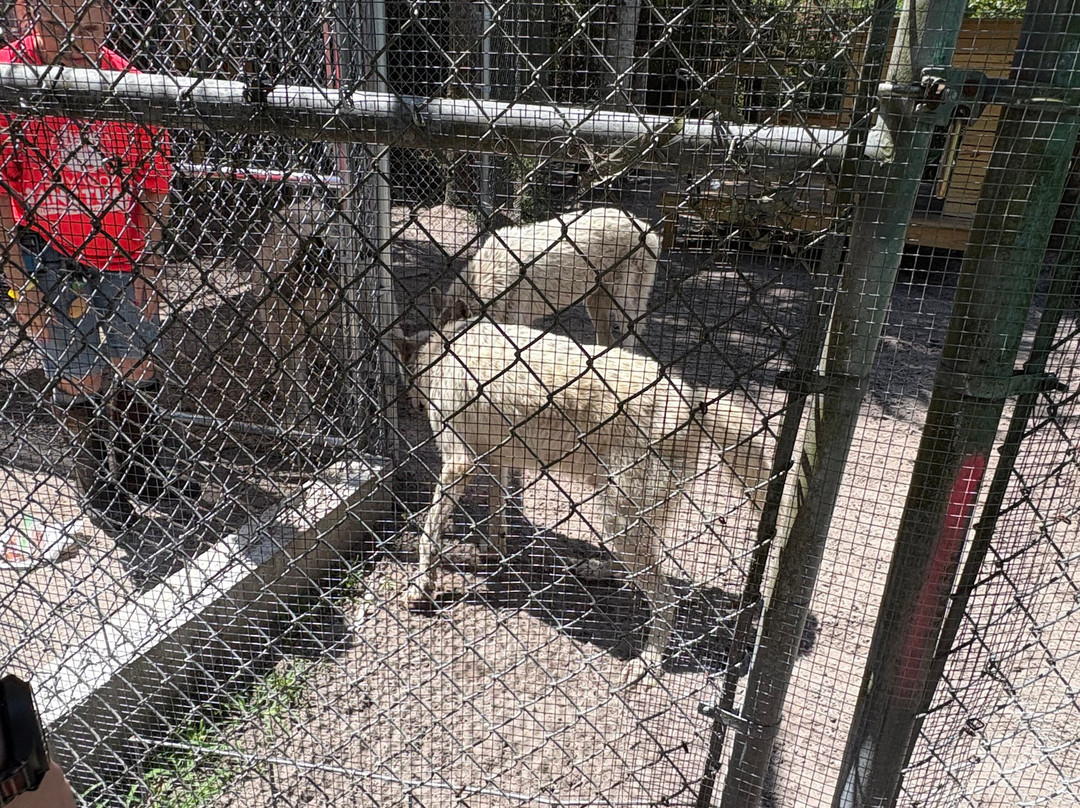 Shy Wolf Sanctuary Education & Experience Center-Golden Gate必去景点