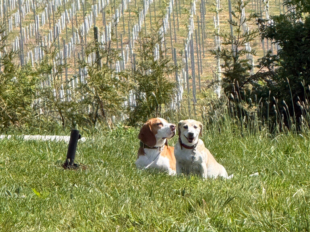 Off The Line Vineyard-Hellingly必去景点