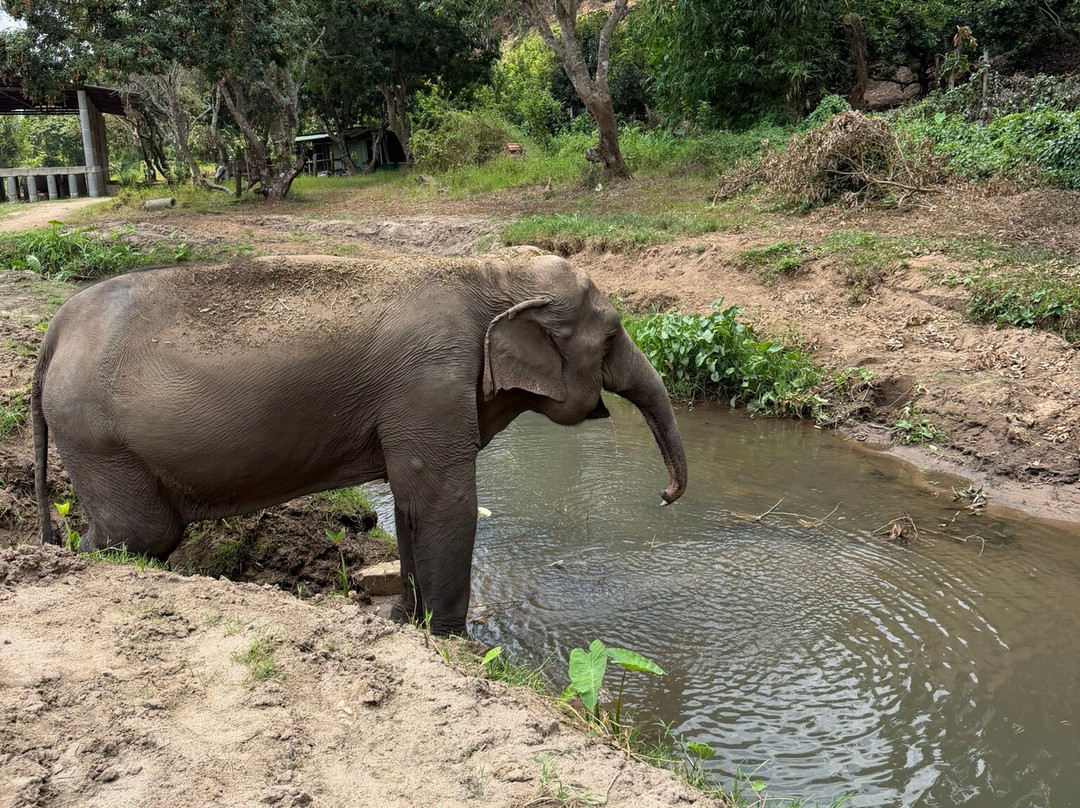 Doi Lom Elephant Rescue Sanctuary-夜登必去景点