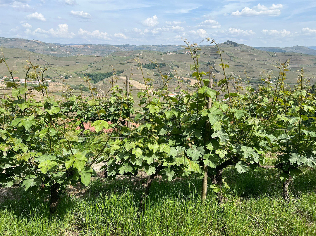 Quinta de Travassinhos