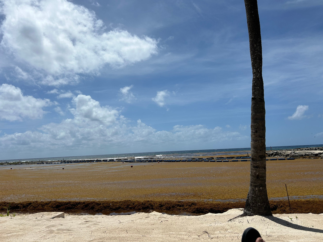 Catalonia Yucatan Beach - All Inclusive主图