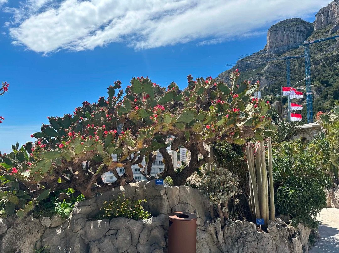 Jardin Exotique de Monaco-摩纳哥城必去景点