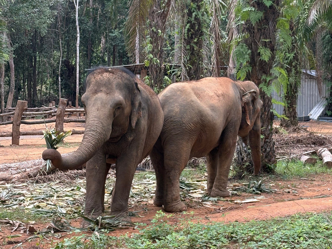 Following Giants - Krabi-Khlong Hin必去景点