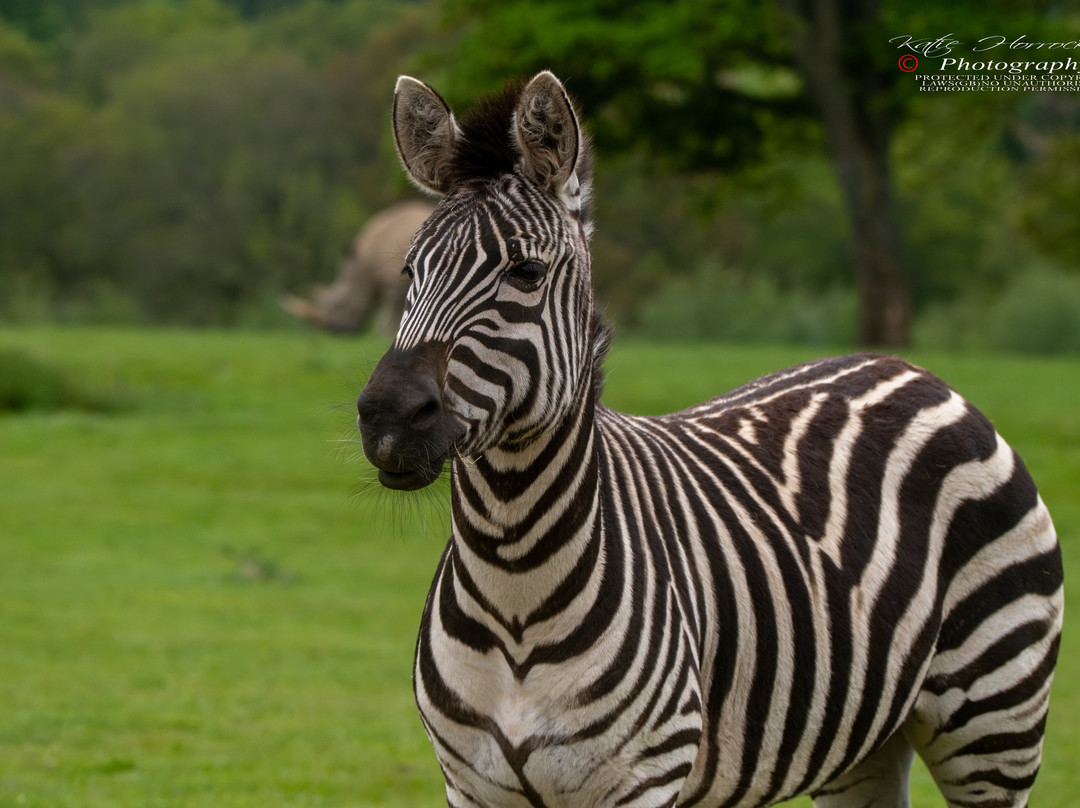 Knowsley Safari-Prescot必去景点