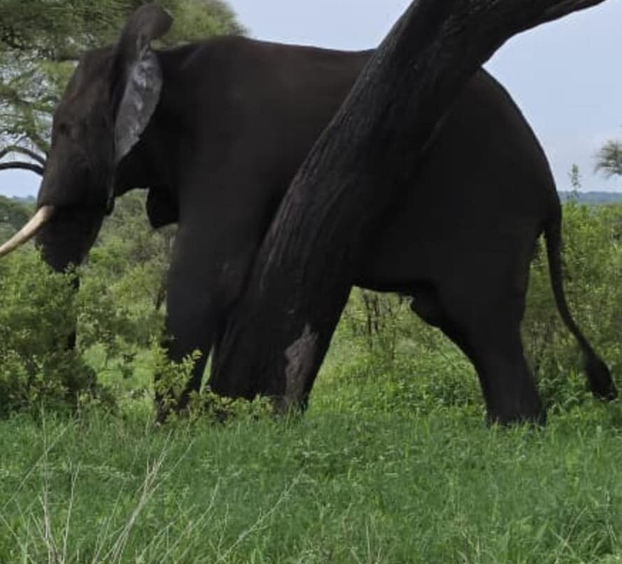 KILI SLOPE TOURS AND SAFARIS LTD-Usa River必去景点