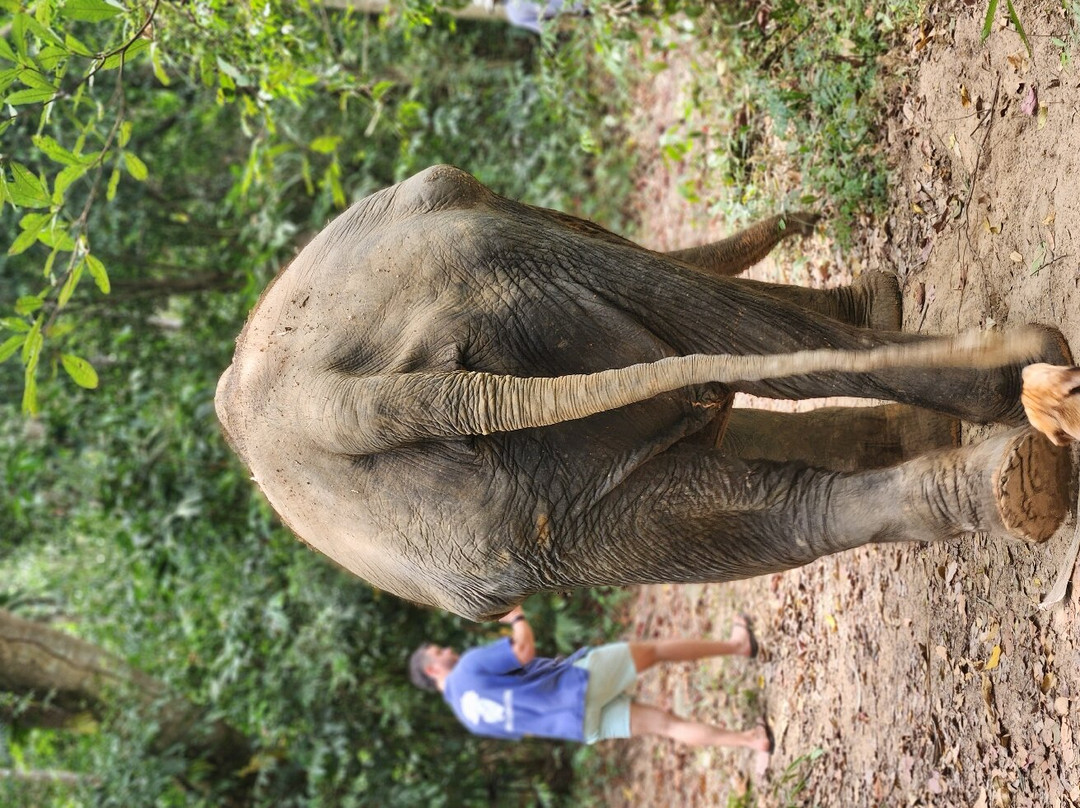 Samui Elephant Spa-苏梅岛必去景点