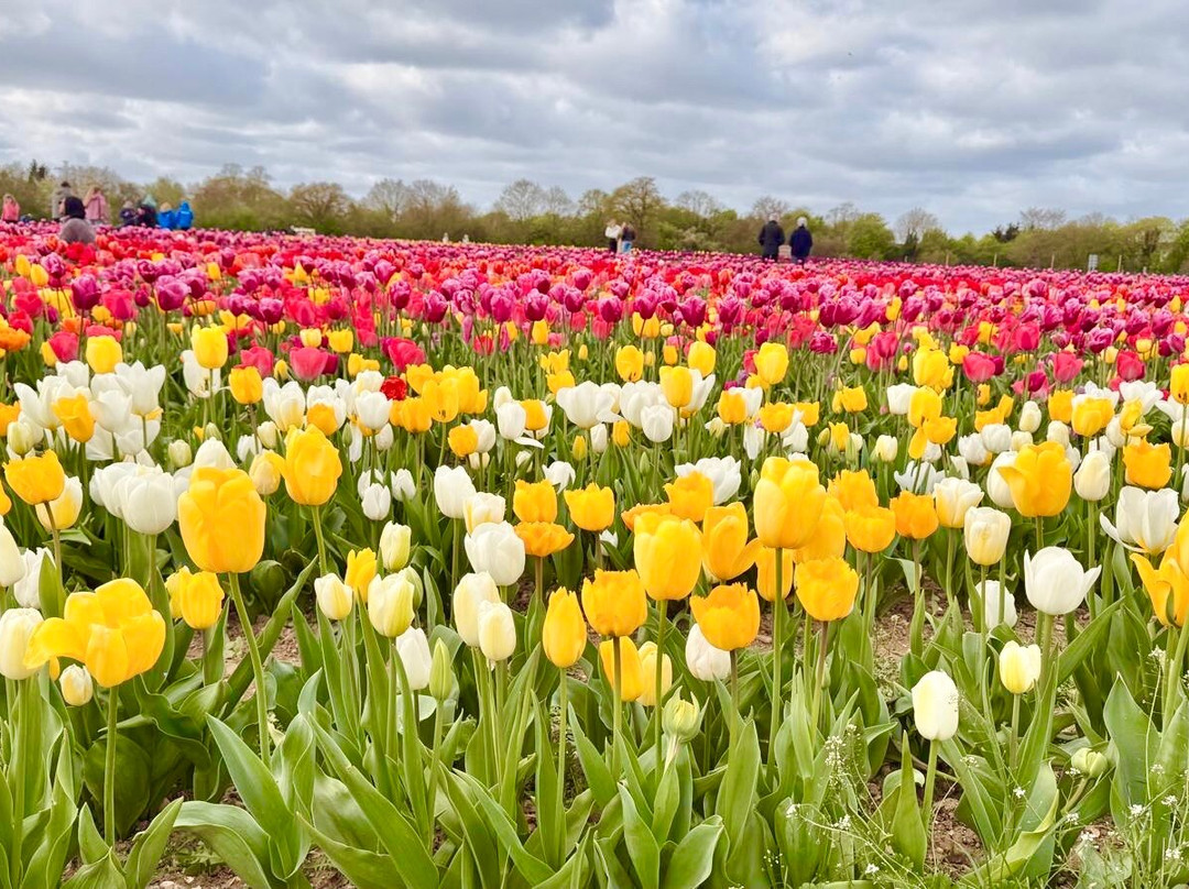 Tulleys Tulip Fields - Hertfordshire-圣奥尔本斯必去景点