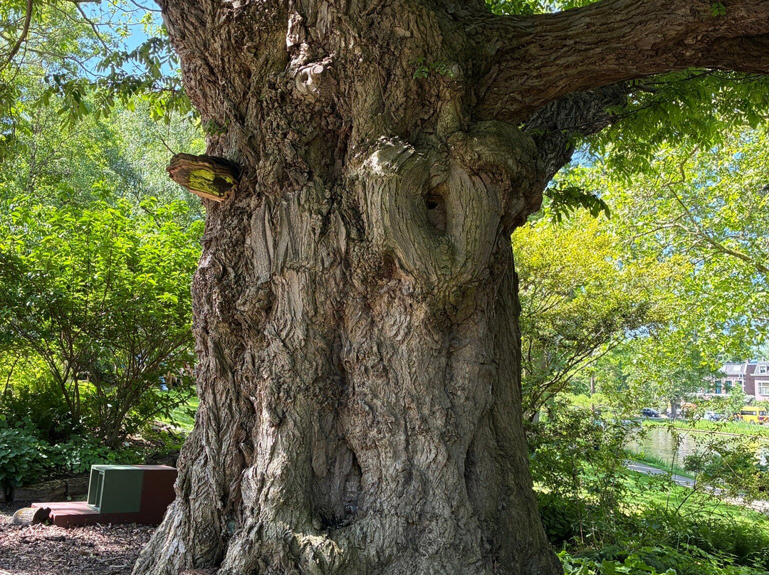 Hortus Botanicus Leiden-莱顿必去景点