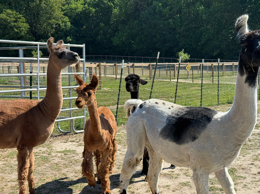 Alpacachino Ranch-Cedar Grove必去景点
