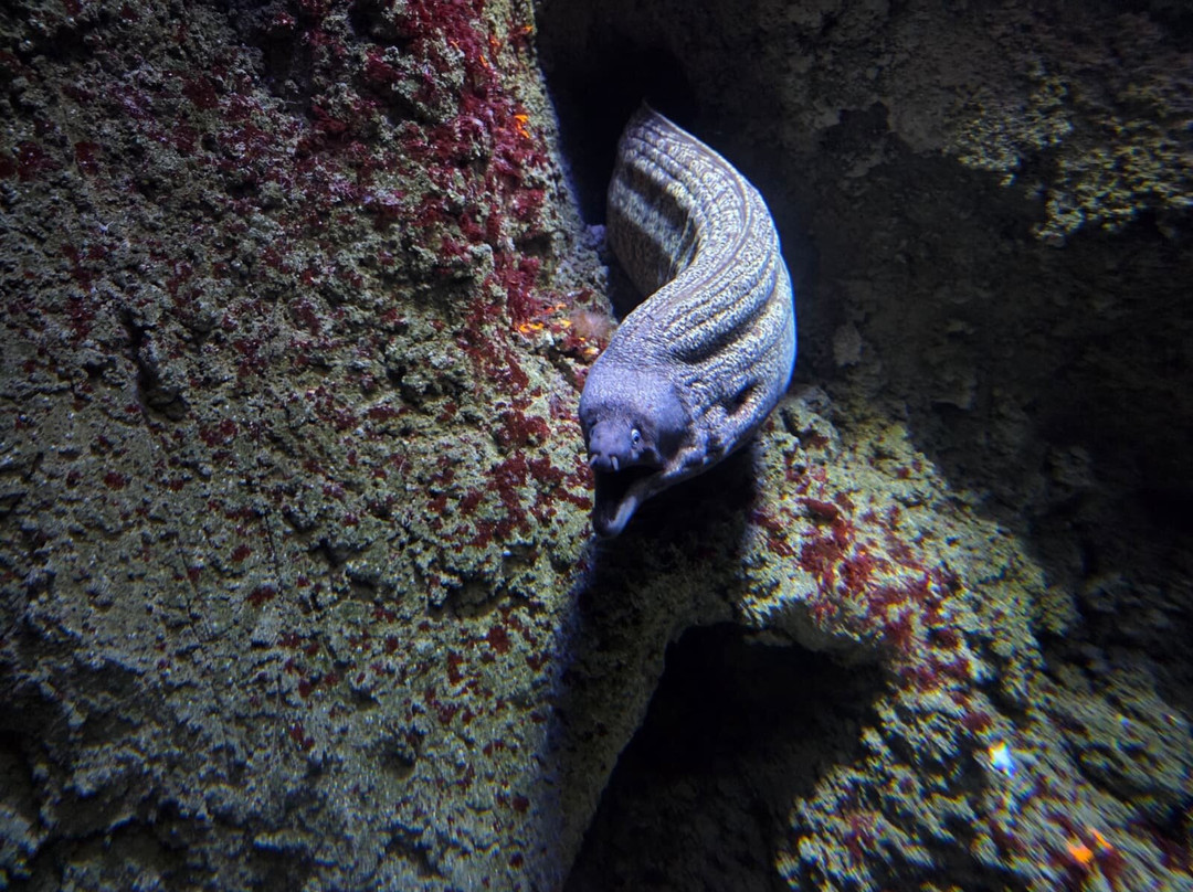 Aquarium de Vendée-Talmont Saint Hilaire必去景点