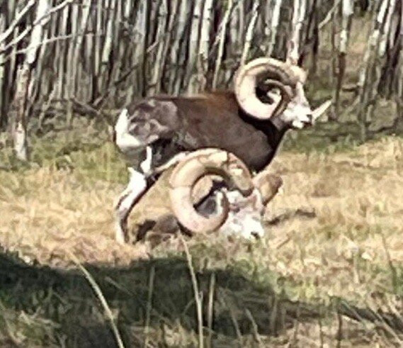 Yukon Wildlife Preserve-白马市必去景点