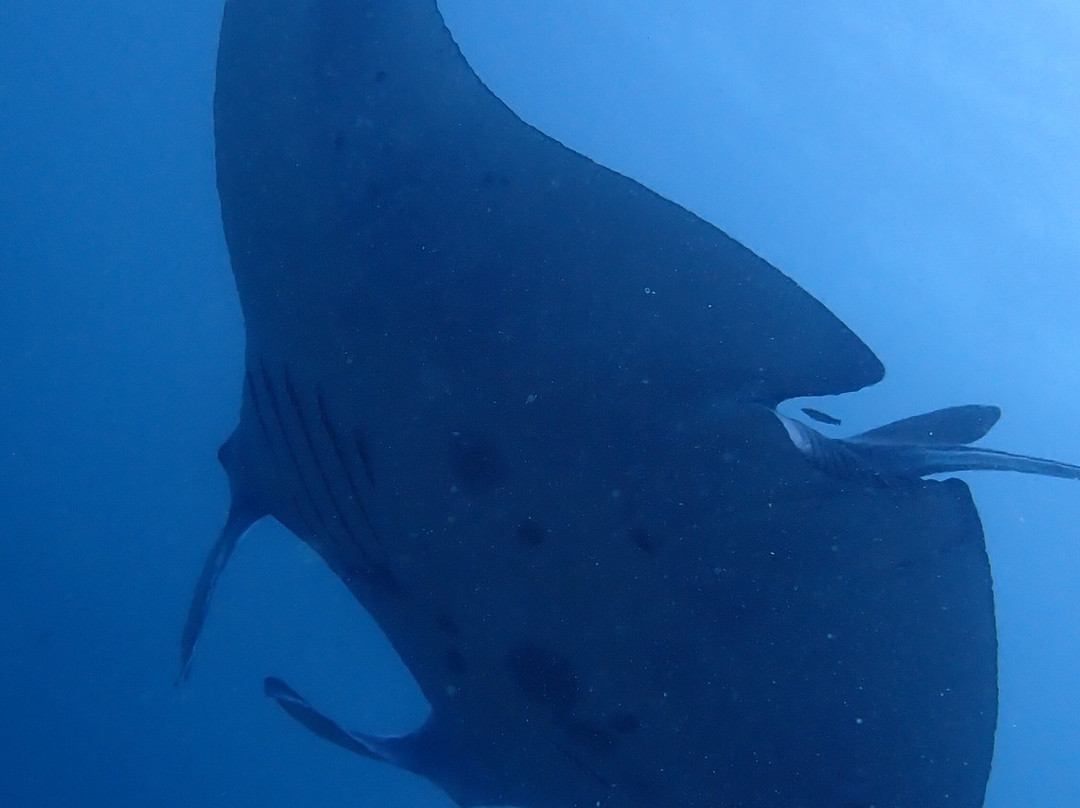 Diving Candidasa-甘地达萨必去景点