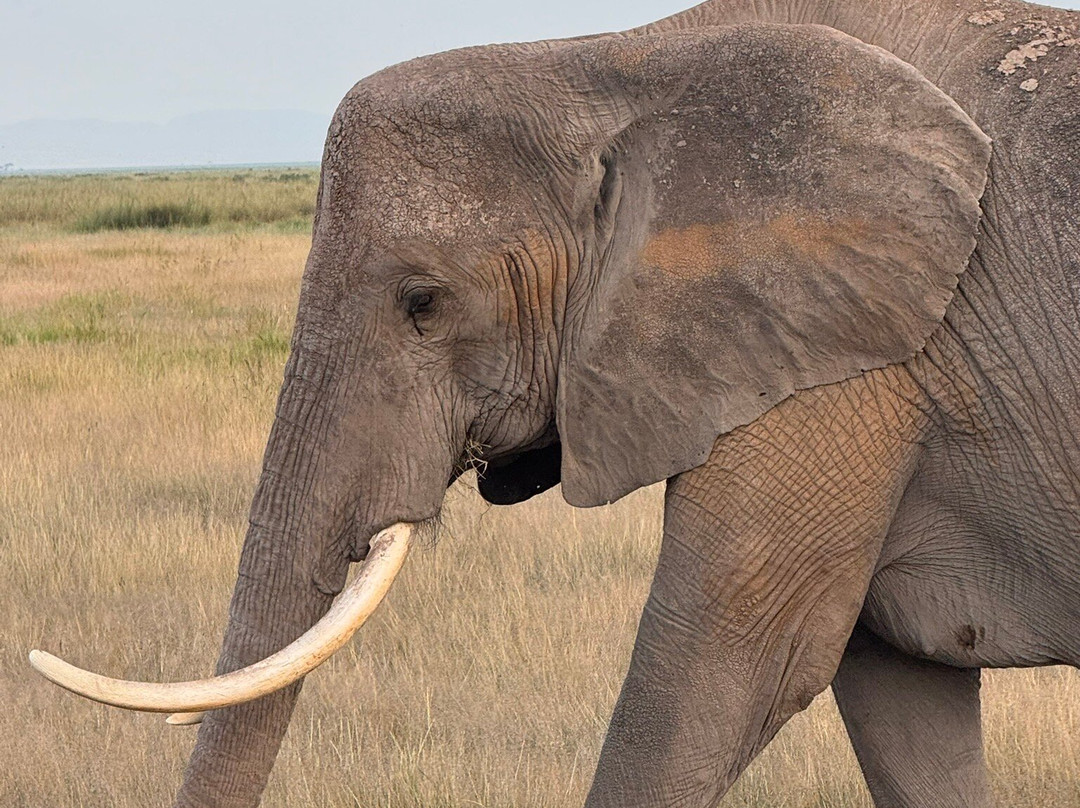 Bienvenido Kenya Tours and Safaris-山祖必去景点