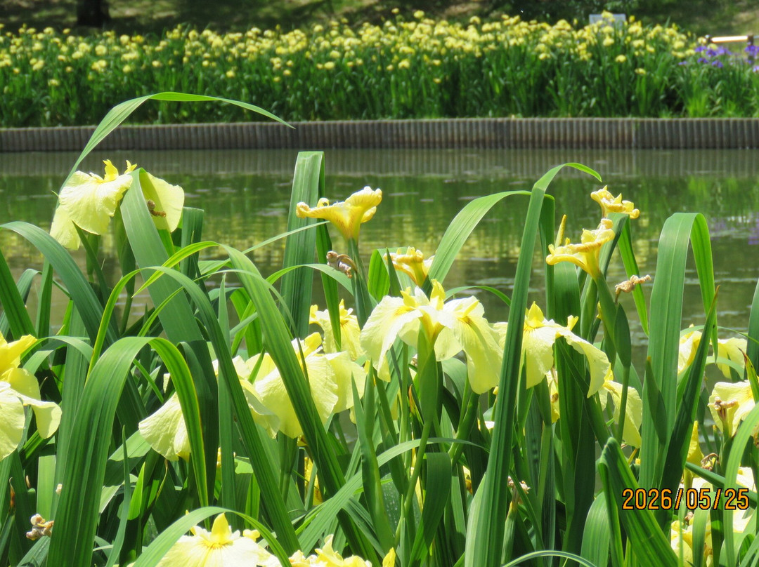 Shirasagi Park-坂井市必去景点