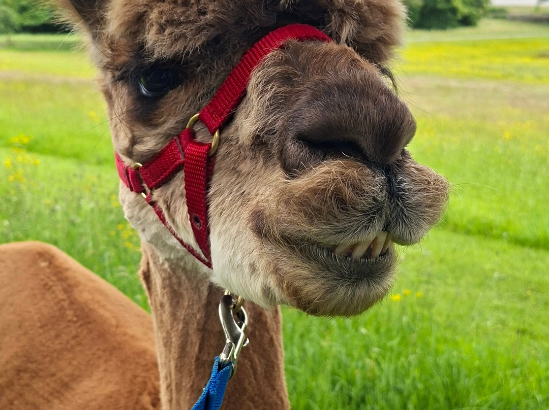 Bardsea Alpacas And Llamas-Bardsea必去景点