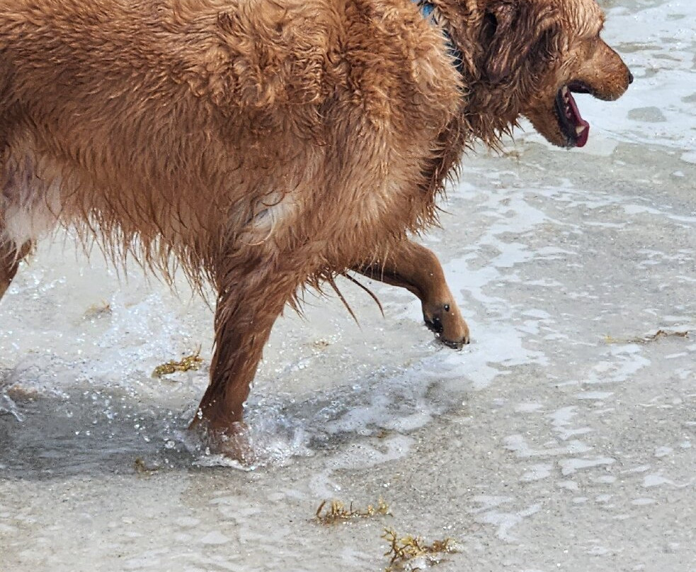 Pensacola Beach East Dog Park-彭萨科拉海滩必去景点