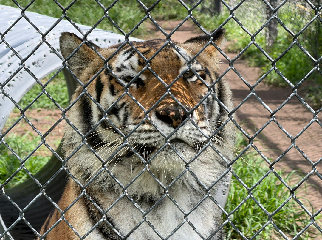 Catty Shack Ranch Wildlife Sanctuary-杰克逊维尔必去景点