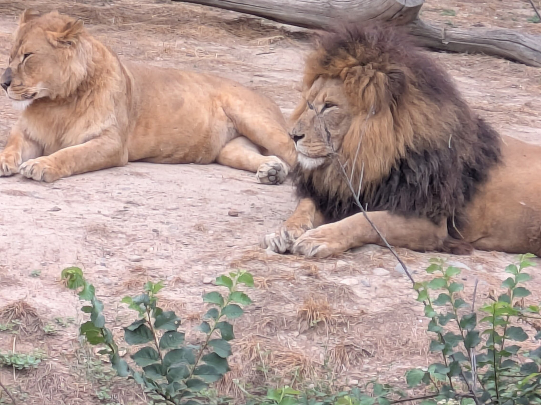 Zoo African Safari-Plaisance-du-Touch必去景点