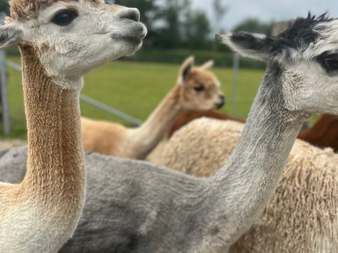 Reservoir Alpacas-Chard必去景点