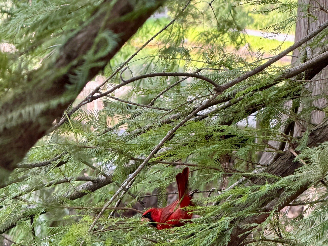 梅蒙德庄园-里士满必去景点
