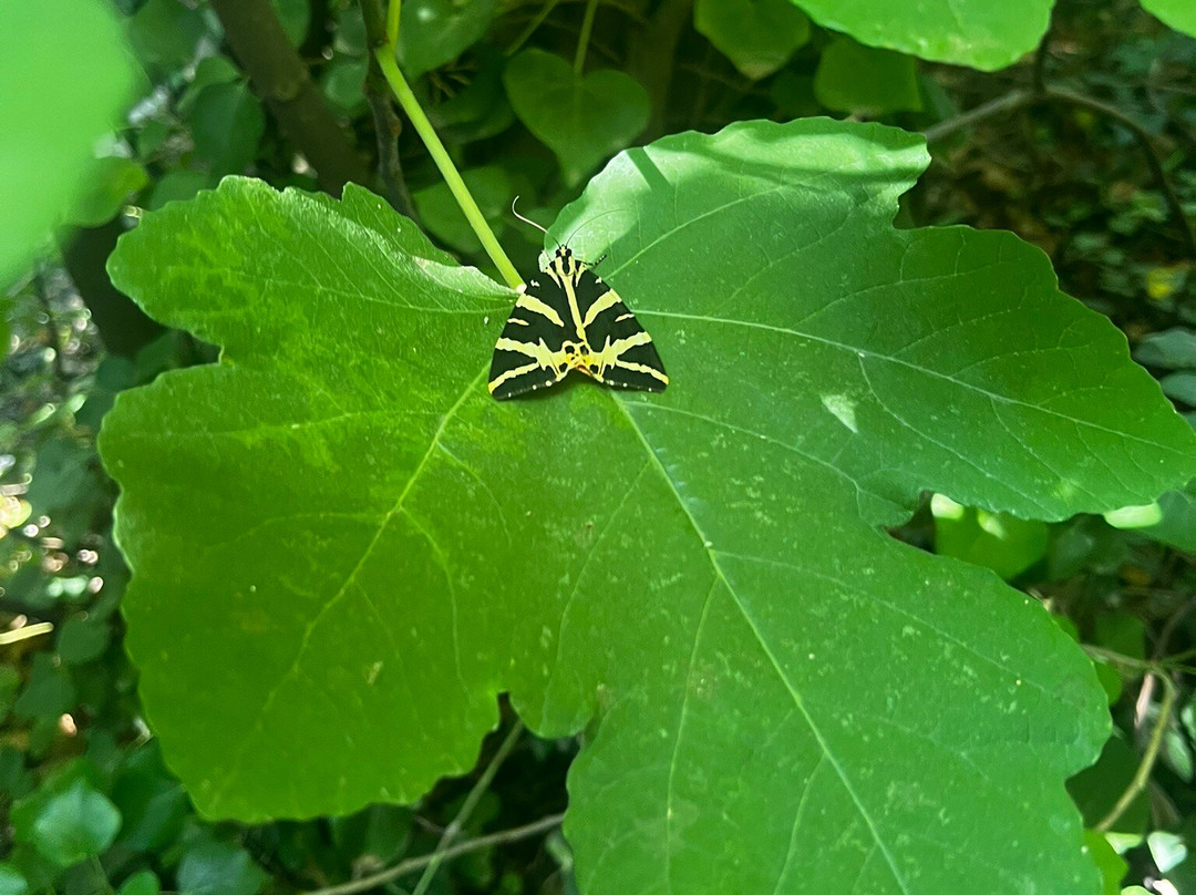 Butterflies Nature Reserve-帕罗斯岛必去景点