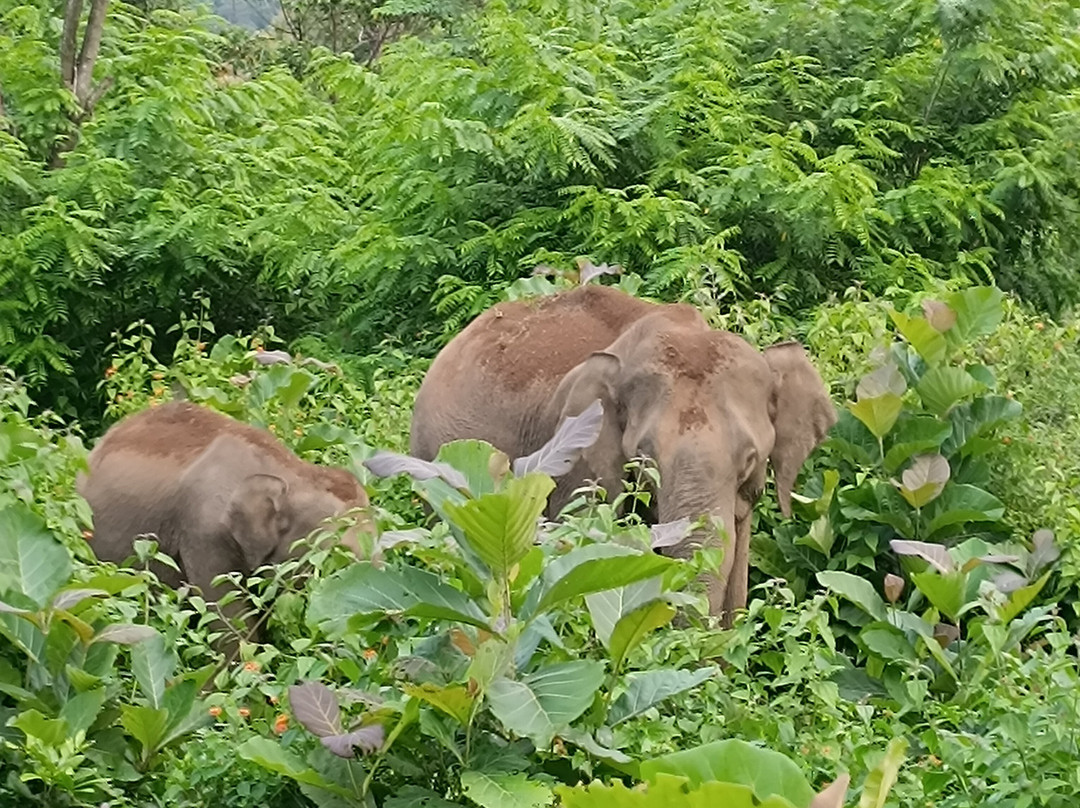 Crystal Kuruva Nature Resort & Spa主图