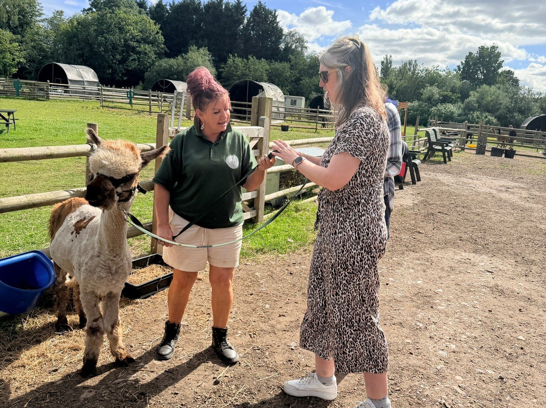 Woodlands Alpaca Farm-沃灵顿必去景点