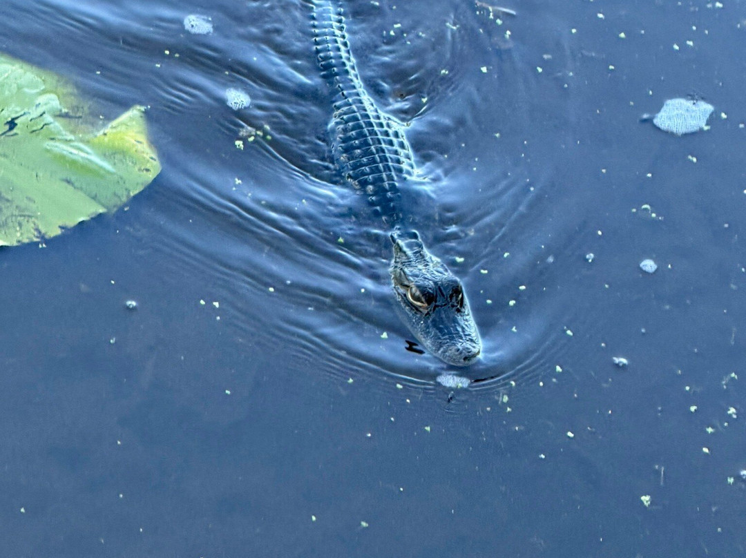 Justin's Jungle Airboat Rides-Umatilla必去景点