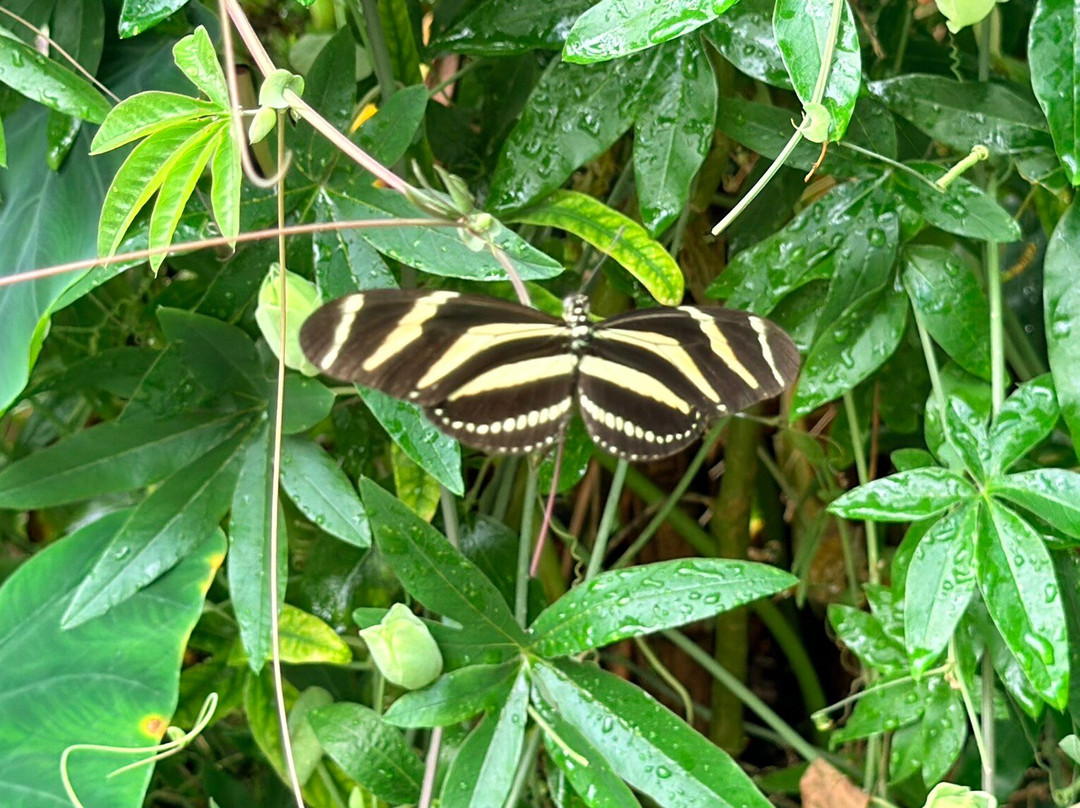 Buckfast Butterfly Farm And Dartmoor Otter Sanctuary-Buckfastleigh必去景点
