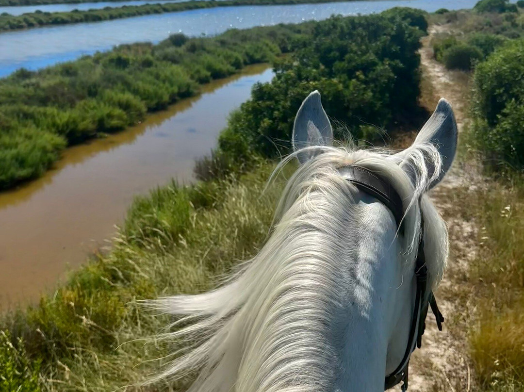 Promenade A Cheval Des Aresquiers-Vic-la-Gardiole必去景点