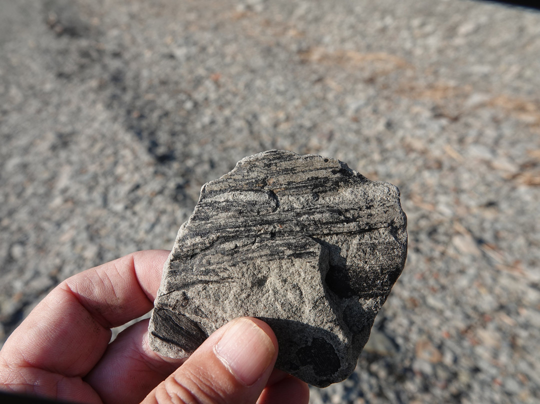 Joggins Fossil Cliffs And Centre-Joggins必去景点