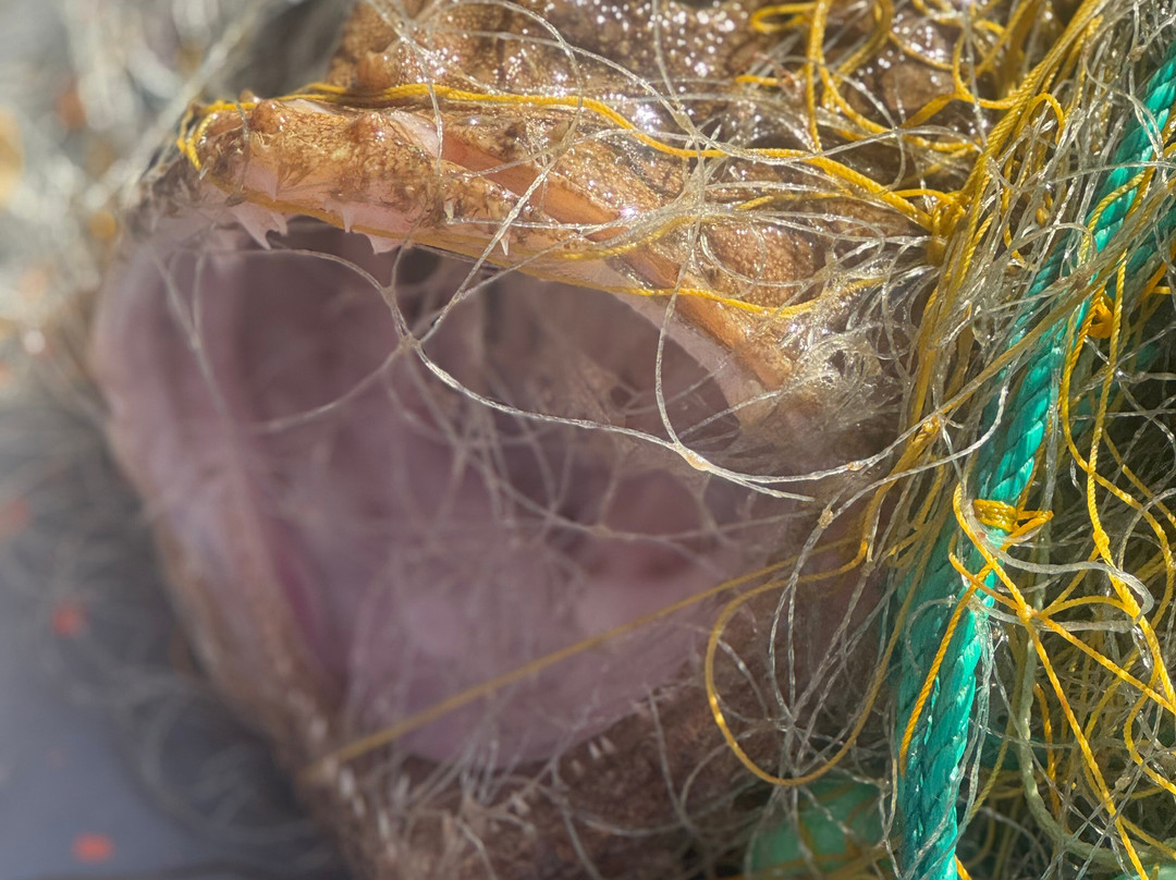 Fishing Tourism Kefalonia Michalis-Svoronata必去景点
