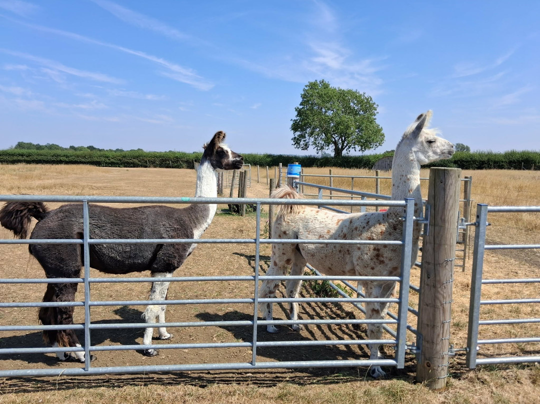 The Alpaca Centre at JandJ Alpacas-特伦特河畔纽瓦克必去景点