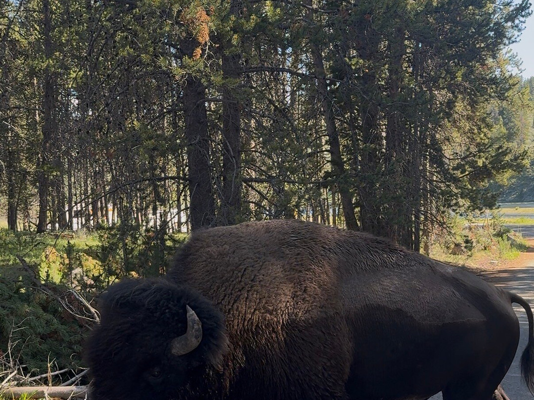 BrushBuck Wildlife Tours-杰克逊必去景点