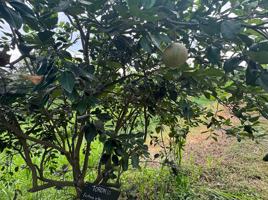Hacienda Cacao y Mango-Naranjal必去景点