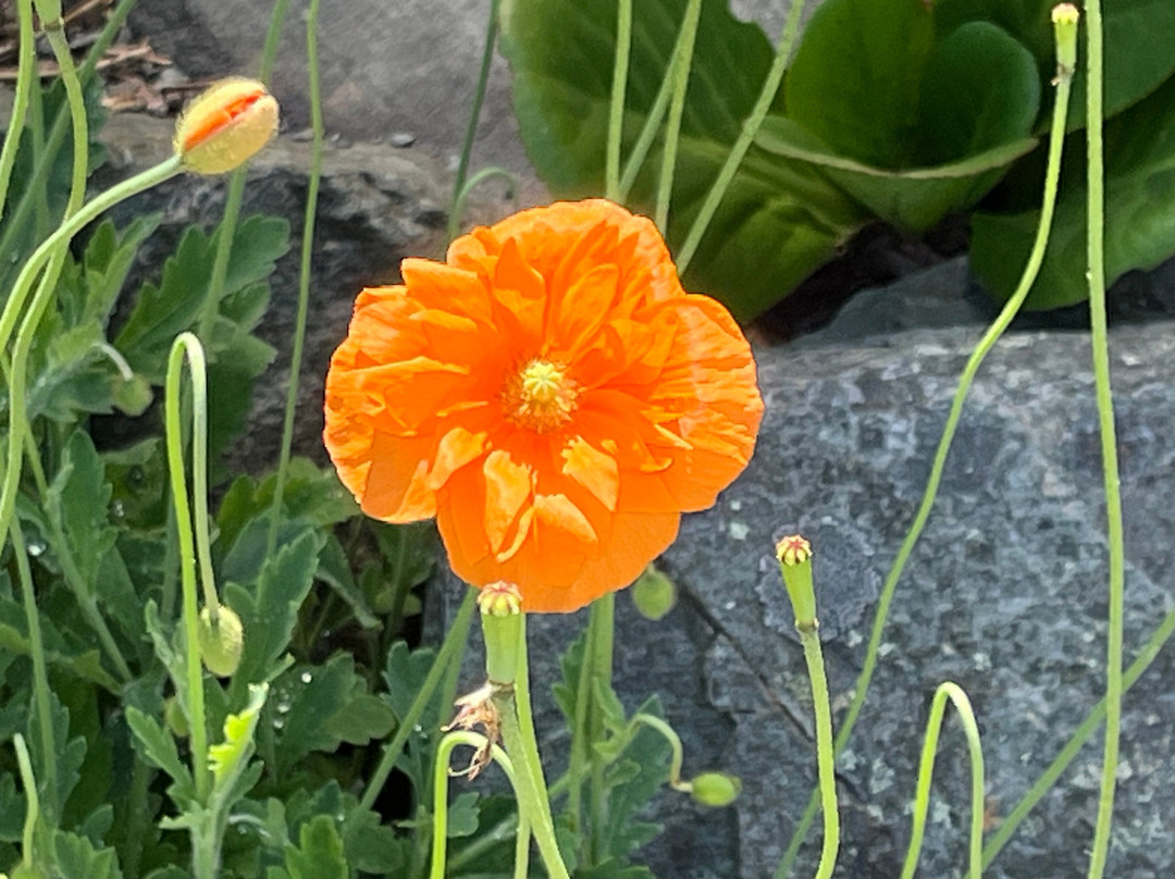 Memorial University Botanical Garden-圣约翰必去景点