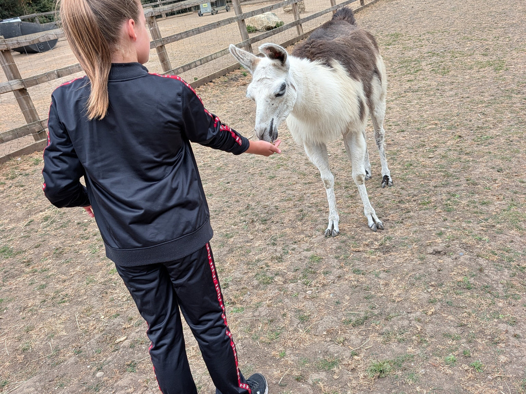 Stantons Farm - Petting Farm-Black Notley必去景点