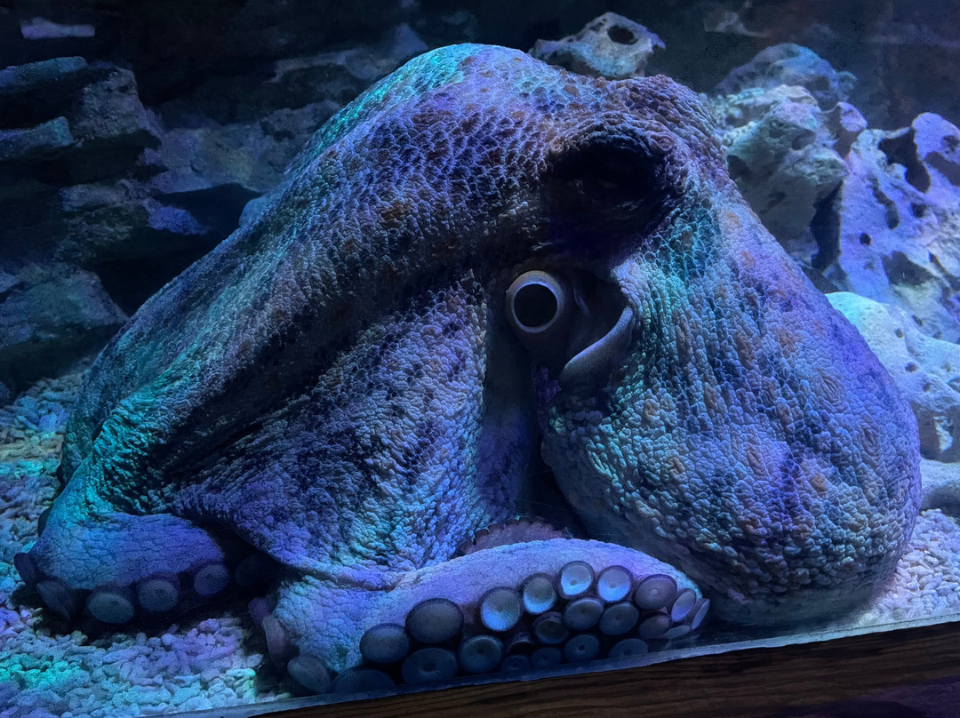 Tynemouth Aquarium-泰恩茅斯必去景点