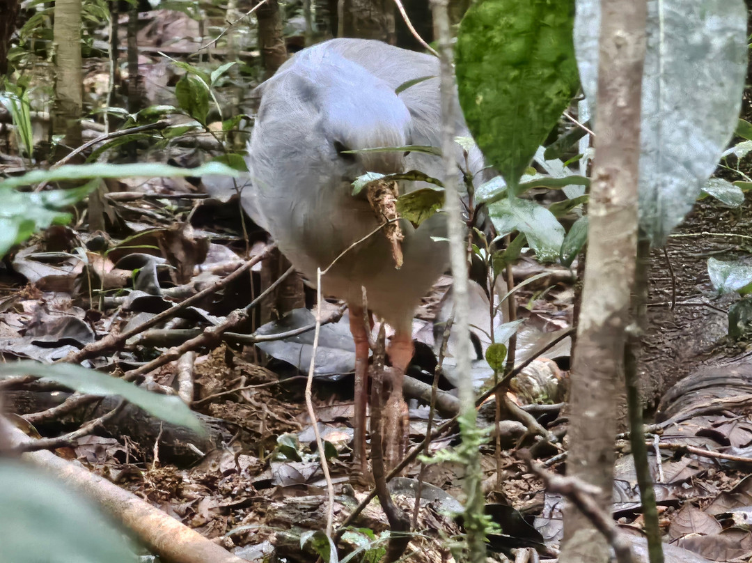 Caledonia Birds