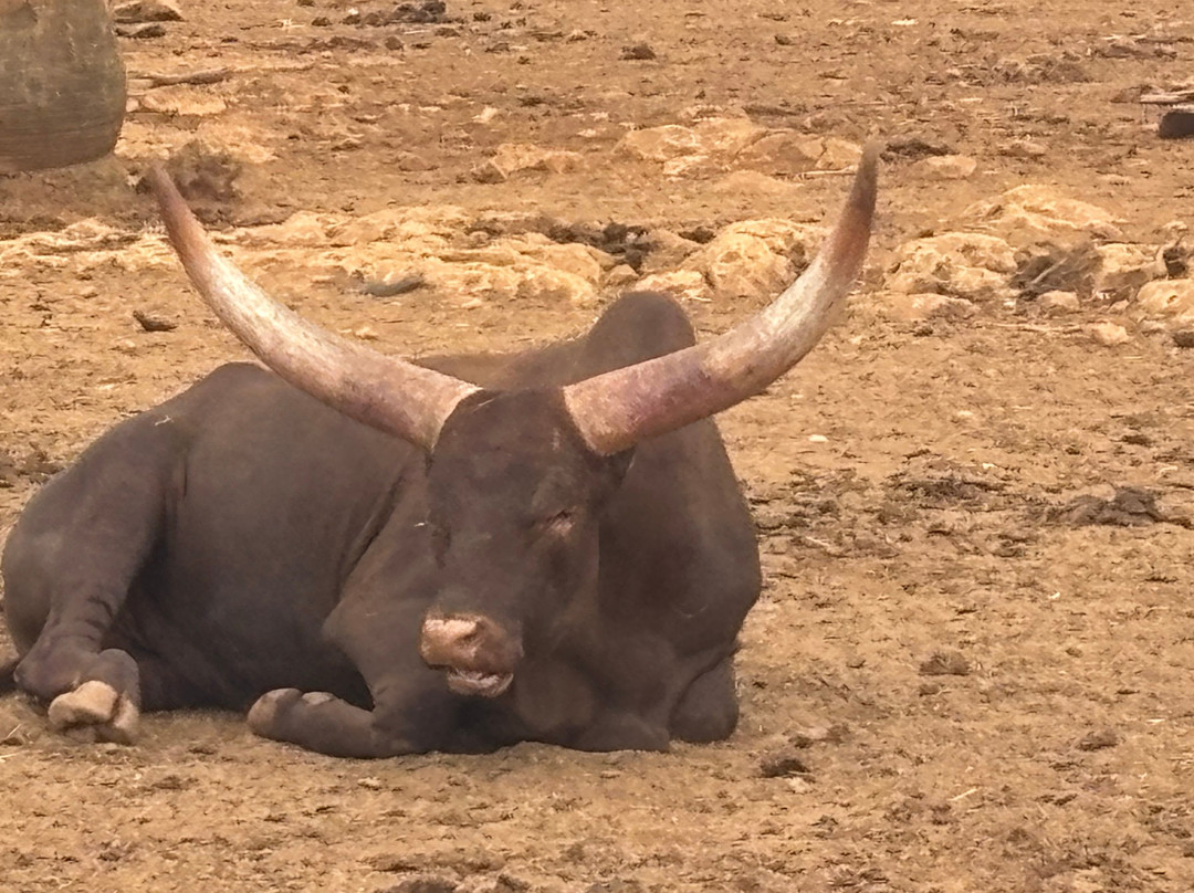 Safari Zoo Mallorca-萨可马必去景点